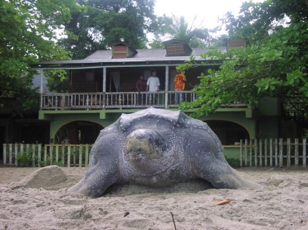 Leatherback turtle laying eggs right in front of the lodge